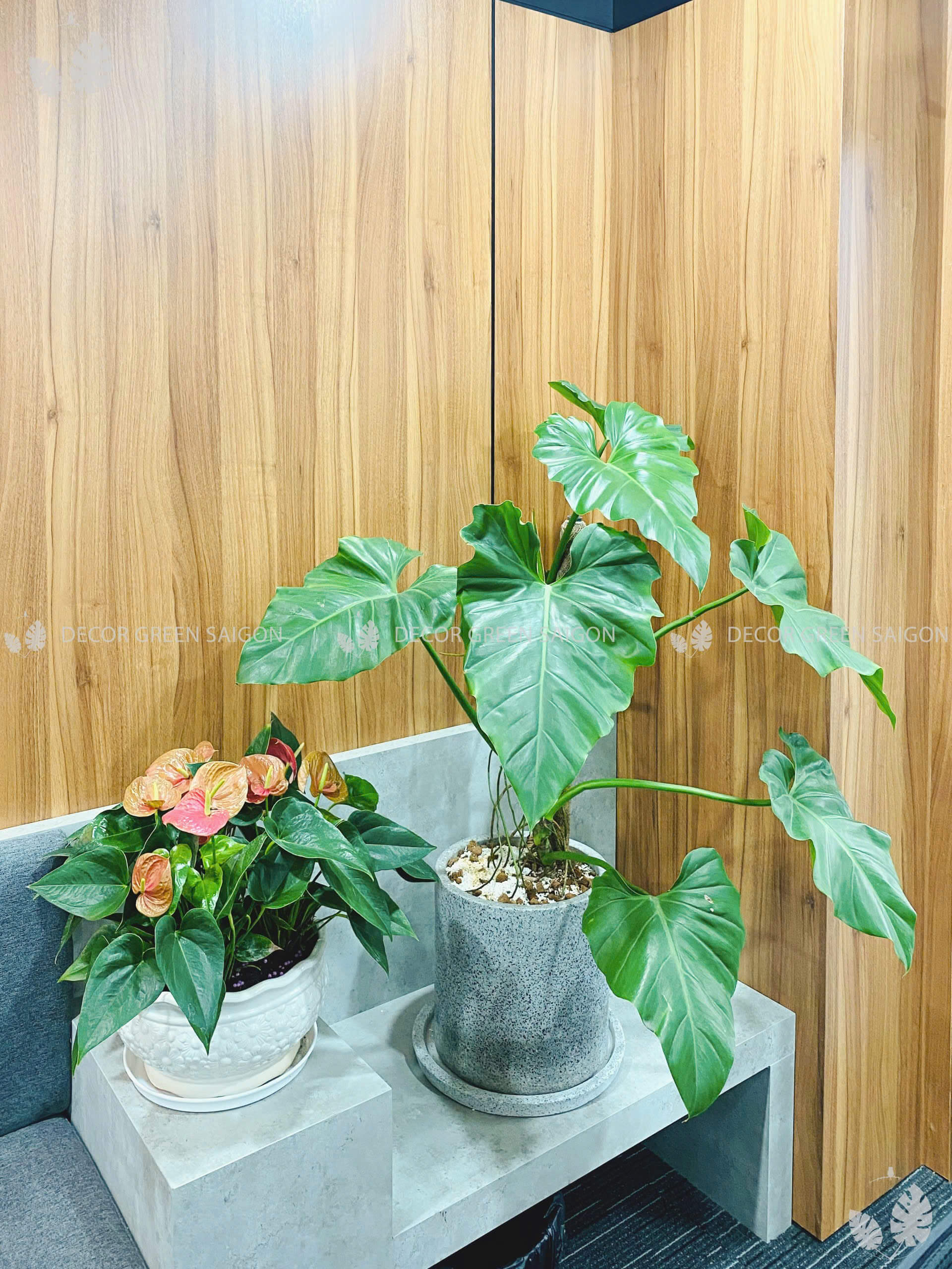 Philodendron Subin (kèm chậu)