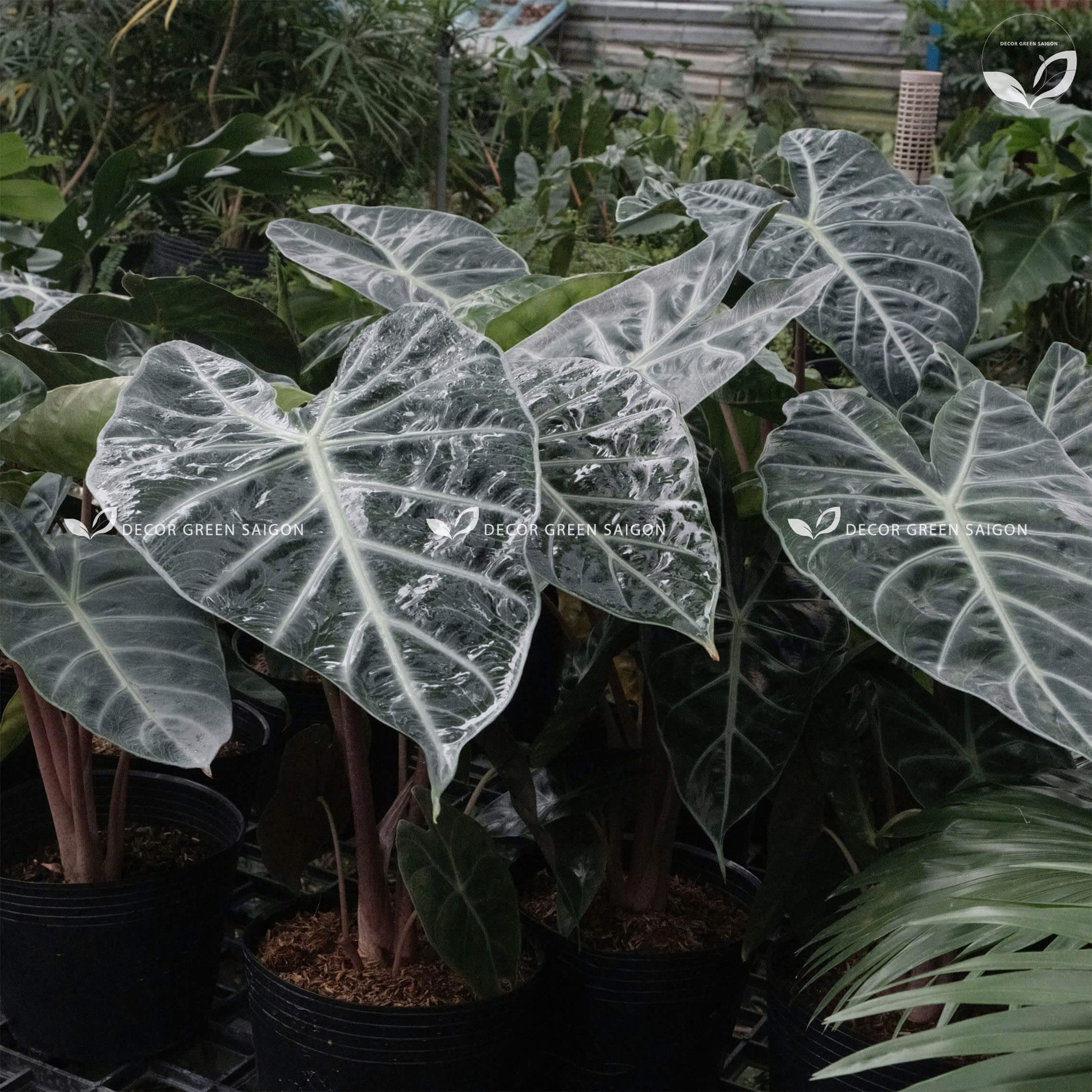 Alocasia Pink Dragon