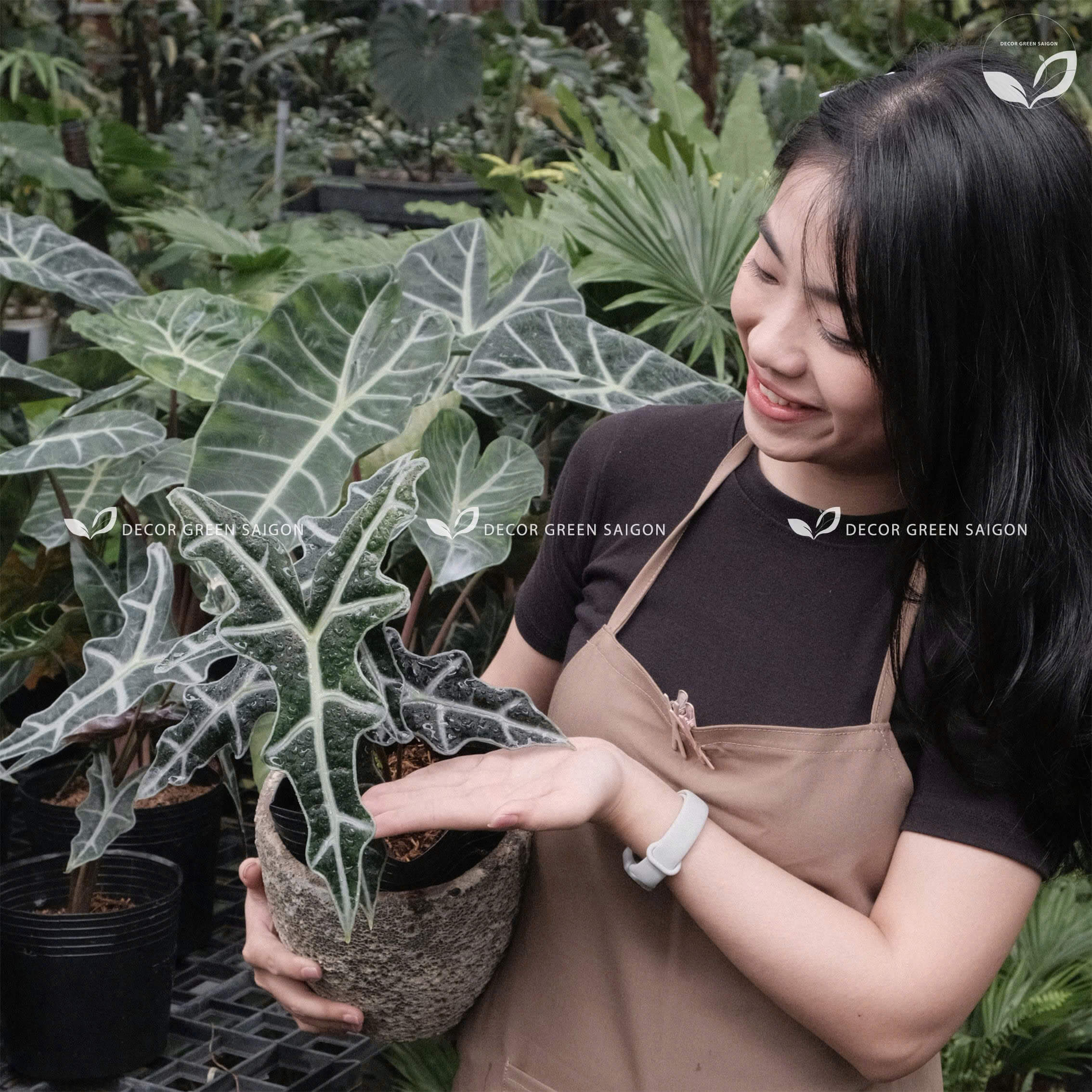 Alocasia Nobilis