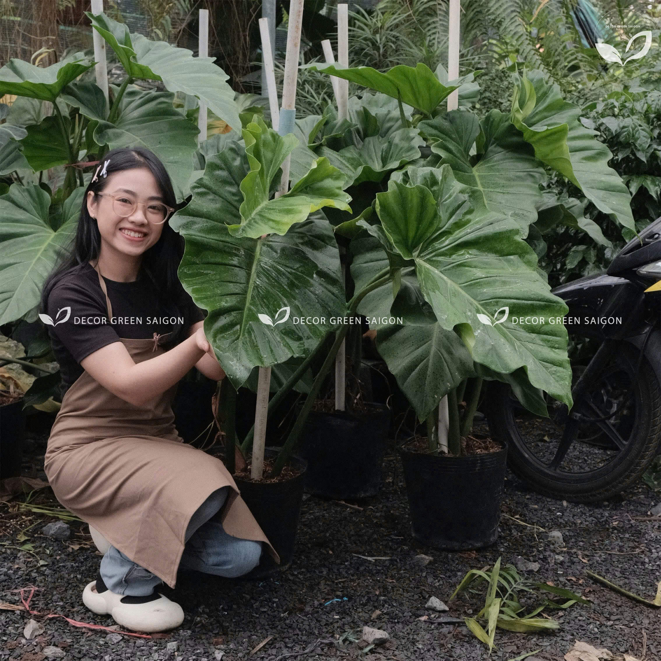 Philodendron Subin